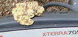 XTERRA 705 Nugget